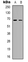 ME3 Rabbit Polyclonal Antibody