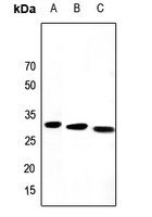 PEX19 Rabbit Polyclonal Antibody