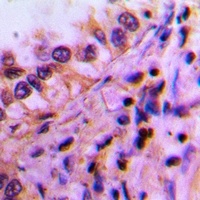 PEX19 Rabbit Polyclonal Antibody