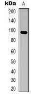 HCN2 Rabbit Polyclonal Antibody