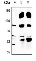 USP36 Rabbit Polyclonal Antibody