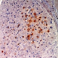 FGF9 Rabbit Polyclonal Antibody