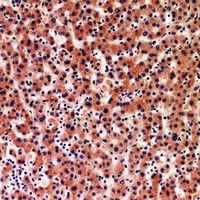 IGFBP1 Rabbit Polyclonal Antibody