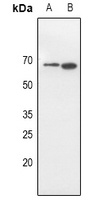 CD316 Rabbit Polyclonal Antibody