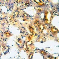 CD316 Rabbit Polyclonal Antibody
