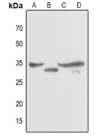 JUNB Rabbit Polyclonal Antibody