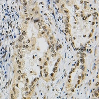 JUNB Rabbit Polyclonal Antibody