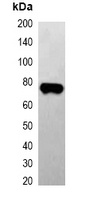 EBFP-tag Mouse Monoclonal Antibody