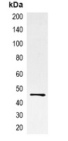 EBFP-tag Mouse Monoclonal Antibody