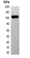 EYFP-tag Mouse Monoclonal Antibody