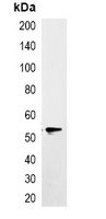EYFP-tag Mouse Monoclonal Antibody