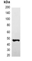 GFP-tag Mouse Monoclonal Antibody