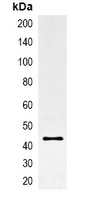 GFP-tag Mouse Monoclonal Antibody