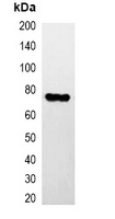 HA-tag Mouse Monoclonal Antibody
