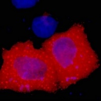 HA-tag Mouse Monoclonal Antibody