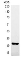 HA-tag Mouse Monoclonal Antibody