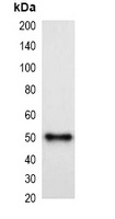 MBP-tag Mouse Monoclonal Antibody