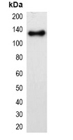 mOrange-tag Mouse Monoclonal Antibody