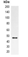 mOrange-tag Mouse Monoclonal Antibody