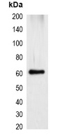 mStrawberry-tag Mouse Monoclonal Antibody