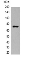 mStrawberry-tag Mouse Monoclonal Antibody