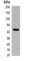 Myc-tag Mouse Monoclonal Antibody