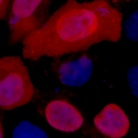 Myc-tag Mouse Monoclonal Antibody