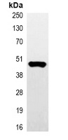 Myc-tag Mouse Monoclonal Antibody