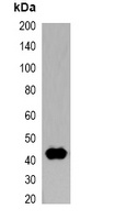 T7-tag Mouse Monoclonal Antibody