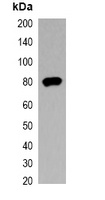 V5-tag Mouse Monoclonal Antibody