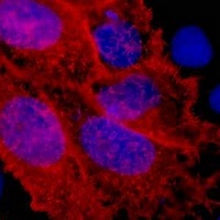 V5-tag Mouse Monoclonal Antibody