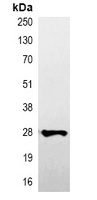 V5-tag Mouse Monoclonal Antibody