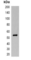 VSV-G-tag Mouse Monoclonal Antibody