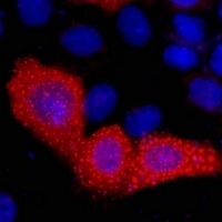 VSV-G-tag Mouse Monoclonal Antibody