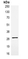 VSV-G-tag Mouse Monoclonal Antibody