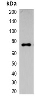 ECFP-tag Rabbit Polyclonal Antibody
