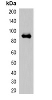 mOrange-tag Rabbit Polyclonal Antibody