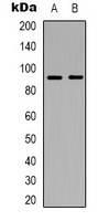 ABCB5 Mouse Monoclonal Antibody