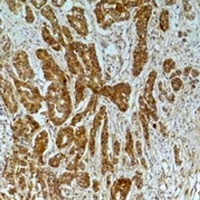 Alpha-tubulin (Acetyl-K40) Mouse Monoclonal Antibody