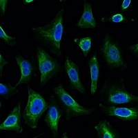 Aquaporin 4 Mouse Monoclonal Antibody