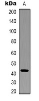 Beta-actin Mouse Monoclonal Antibody