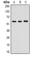 Caspase 8 Mouse Monoclonal Antibody