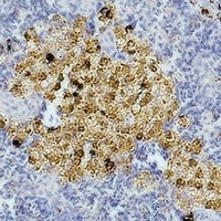 Caspase 8 Mouse Monoclonal Antibody