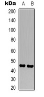 CD16 Mouse Monoclonal Antibody