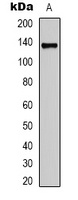 Collagen 3 alpha 1 Mouse Monoclonal Antibody