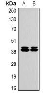 ERK1/2 Mouse Monoclonal Antibody