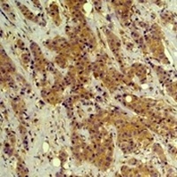 ERK1/2 Mouse Monoclonal Antibody