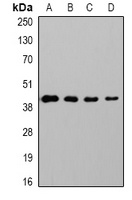 GAP43 Mouse Monoclonal Antibody