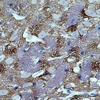 GAP43 Mouse Monoclonal Antibody