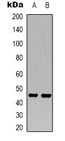 GFAP Mouse Monoclonal Antibody